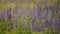 Lupine wild meadow plant