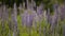 Lupine wild meadow plant