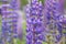 Lupine is a wildflower. Beautifully flowering glade - flower lupine