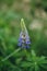Lupine wildflower in meadow. Cottagecore aesthetics. Close up of purple lupine flower in atmospheric summer countryside. Lupinus