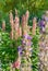 Lupine wildflowers in meadow field at sunset. Close. Lupine, flowering plants in the legume family, Fabaceae