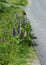 Lupine  wildflowers patch along the roadside