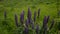 Lupine wildflowers swaying in the wind