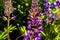 Lupines bloom on the side of the road
