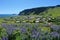 Lupines Blooming above Vik i Myrdal, South Coast of Iceland