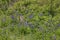 Lupines blooming in Duluth Minnesota during Summer