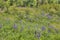 Lupines blooming in Duluth Minnesota during Summer