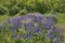 Lupines blooming in Duluth Minnesota during Summer