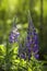 Lupines blooming in june in Finland with green background