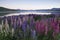 Lupines blossom at Lake Tekapo, New Zealand