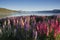 Lupines blossom at Lake Tekapo, New Zealand