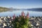 Lupines blossom at Lake Tekapo, New Zealand