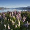 Lupines blossom at Lake Tekapo, New Zealand