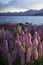 Lupines blossom at Lake Tekapo, New Zealand