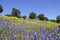 Lupines, California Poppies, and Oak Trees