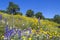 Lupines, California Poppies, and Oak Trees