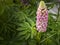 Lupines flower