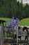 Lupines flowers in Dolomites Val Badia Alta Badia