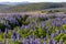 Lupines Flowers in Reykjavik, Iceland