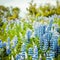 Lupines Flowers in Reykjavik, Iceland