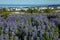 Lupines Flowers in Reykjavik, Iceland