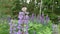 Lupines in forest near trees