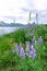 Lupines, Grand Teton mountain