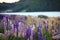 Lupines by the lake Tekapo