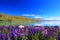 Lupines by the lake Tekapo, New Zealand