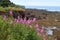 Lupines at low tide