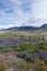 Lupines and Mt. McCaleb, Idaho