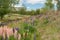 Lupines near lake Alexandrina