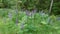 Lupines near trees in forest