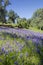 Lupines and Oak Trees