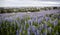 Lupines in ReykjavÃ­k, Iceland