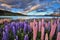 Lupines on the shore of Lake Tekapo