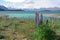 Lupines on the shore of Lake Tekapo.