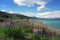 Lupines on the shore of Lake Tekapo.