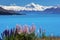 Lupines on the shore of Mt.Cook, New Zealand