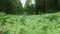 Lupines in thicket of ferns in forest