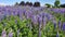 Lupines of violet under a blue sky