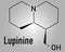 lupinine lupin alkaloid molecule. Skeletal formula. Chemical structure