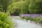 Lupins along riverbank in New Zealand