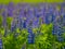 Lupins bloom in the field during the summer day