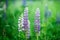 Lupins blossom, green nature background. Blooming