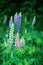 Lupins blossom, green nature background. Blooming