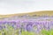 Lupins flower field, violet colour New Zealand