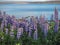 Lupins flowering at the edge of an Icelandic fjord