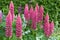 Lupins, lupin plant with flowers growing in a back garden UK