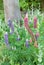 Lupins lupinus growing in a garden border, UK